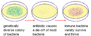 Seleção natural em colônia de bactérias