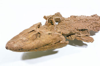 Tiktaalik